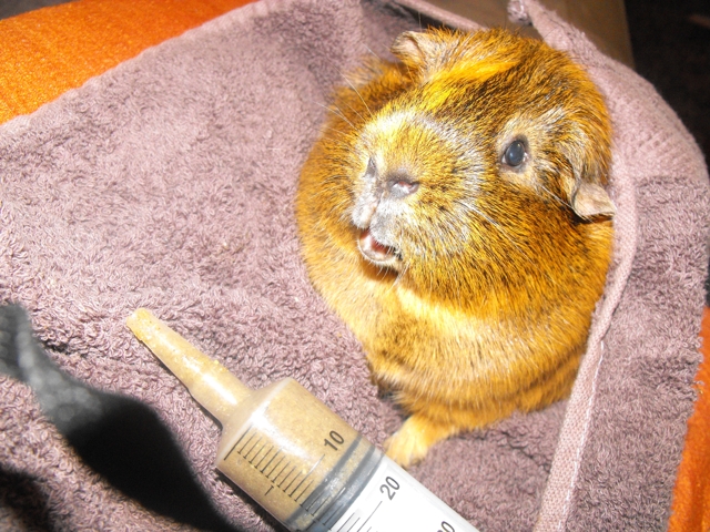 Guinea Pig Boarding Intensive Care Noah S Ark Pet Resort