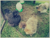 Home Visit - Chickens