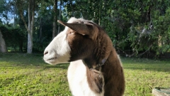 Mini Goat