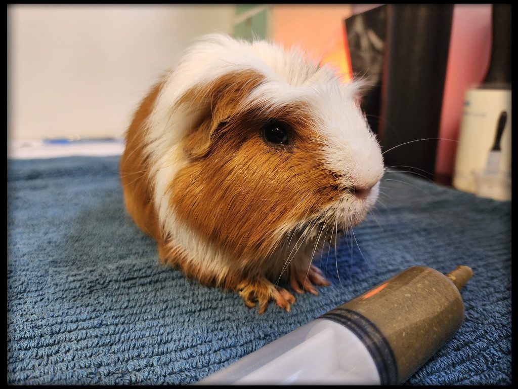 Guinea Pig Boarding Medical Treatments and Intensive Care