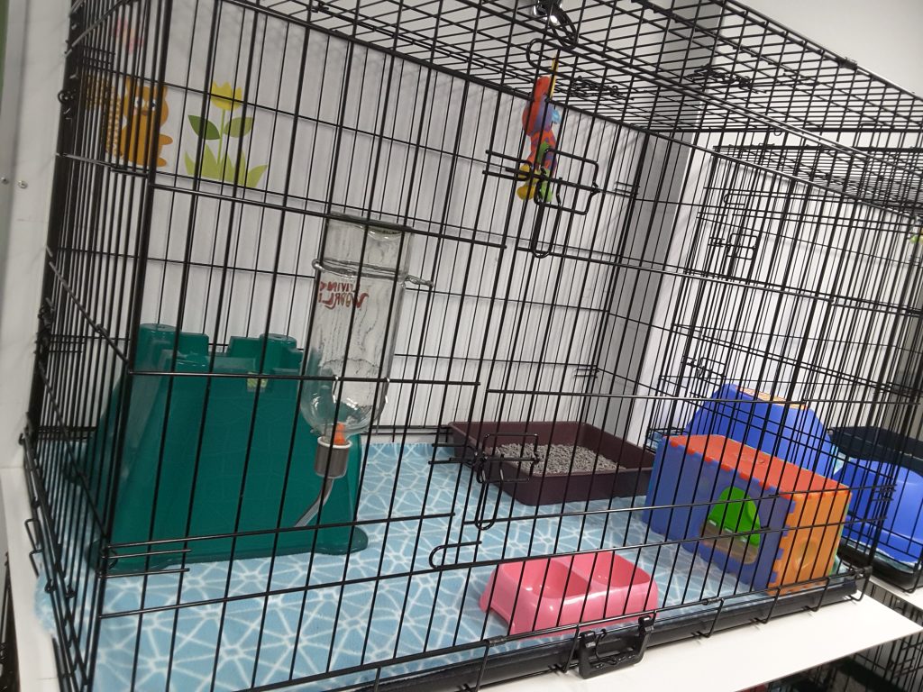 Guinea Pig Boarding Immaculate Enclosures Cleaned Daily
